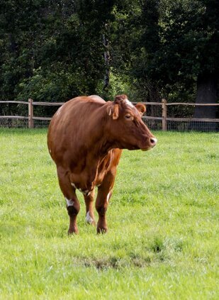 Swaegers cow on pasture